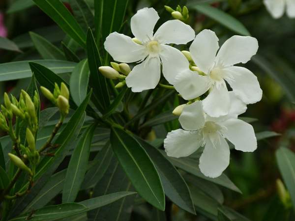 White Oleander
