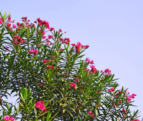 oleander in the blue sky