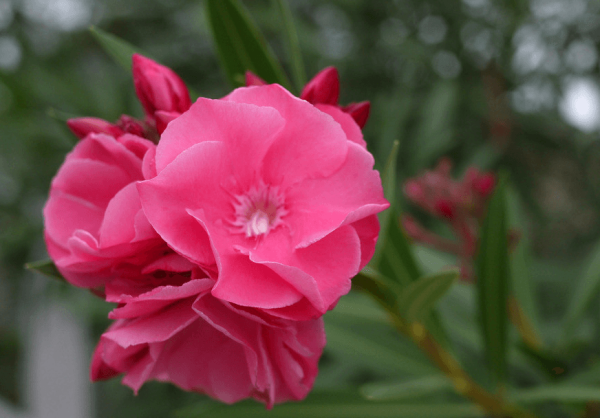 oleander in the blue sky