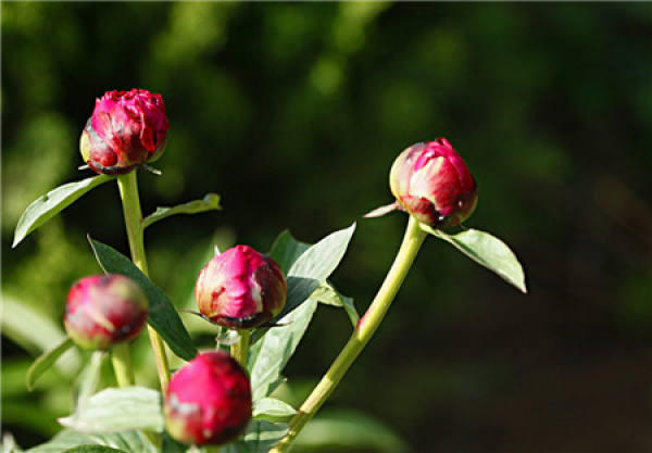 Where do peony seeds come from?