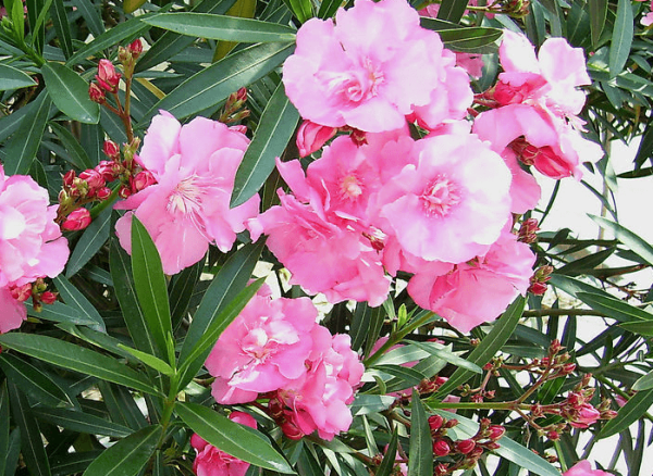 pink oleander
