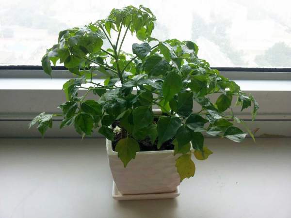 The happiness tree on the balcony
