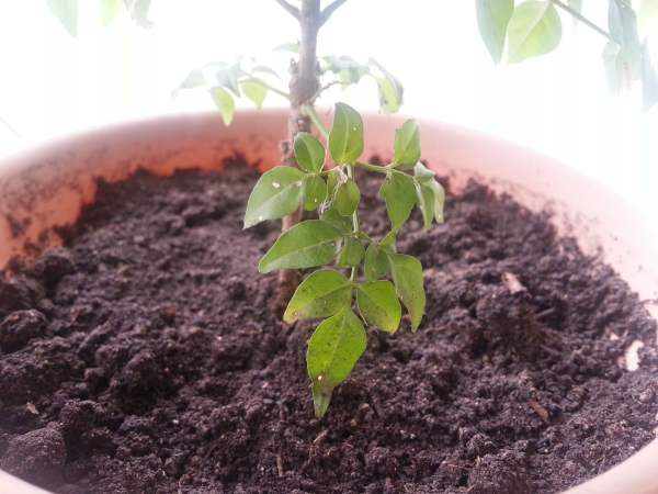 The happiness tree on the balcony