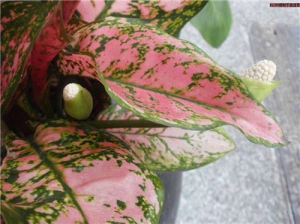 Colored Taro Blossom