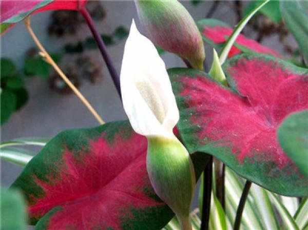 Colored Taro Blossom