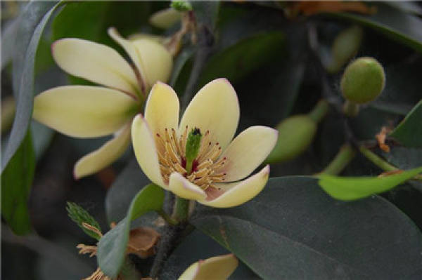 How to control the flowering period of Michelia Figo