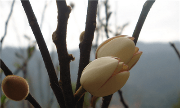 When does the Michelia bloom?