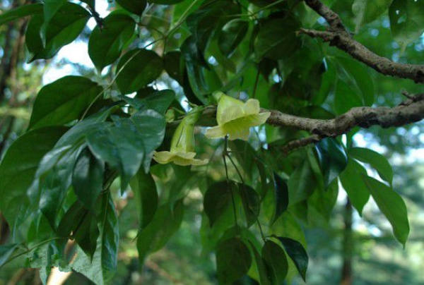 Phaseolus microcalyx