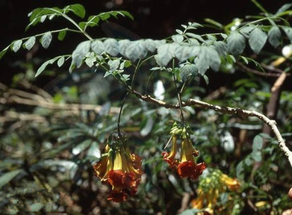 Phaseolus microcalyx