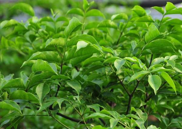bean tree with calyx