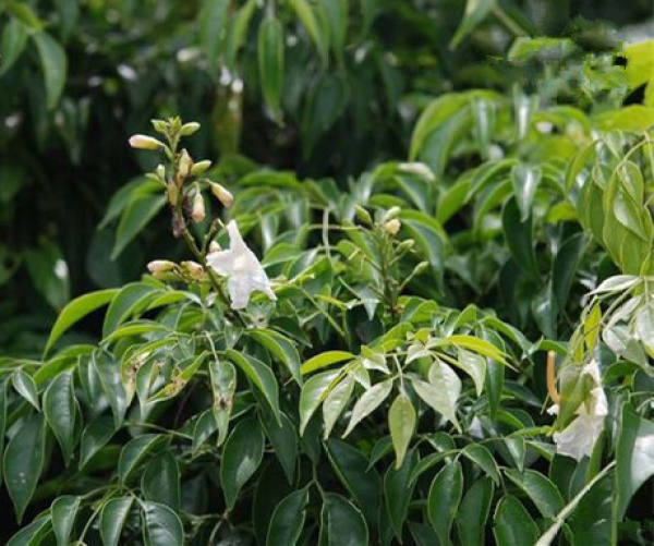 bean tree with calyx