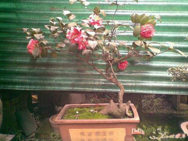 Soil of Magnolia