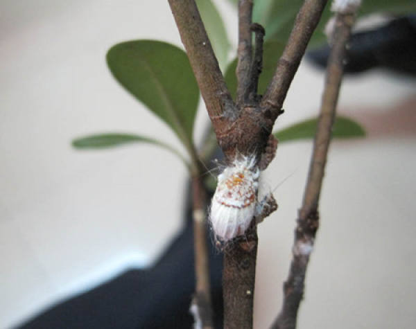 Soil of Magnolia