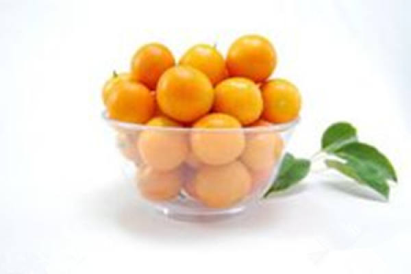 kumquat