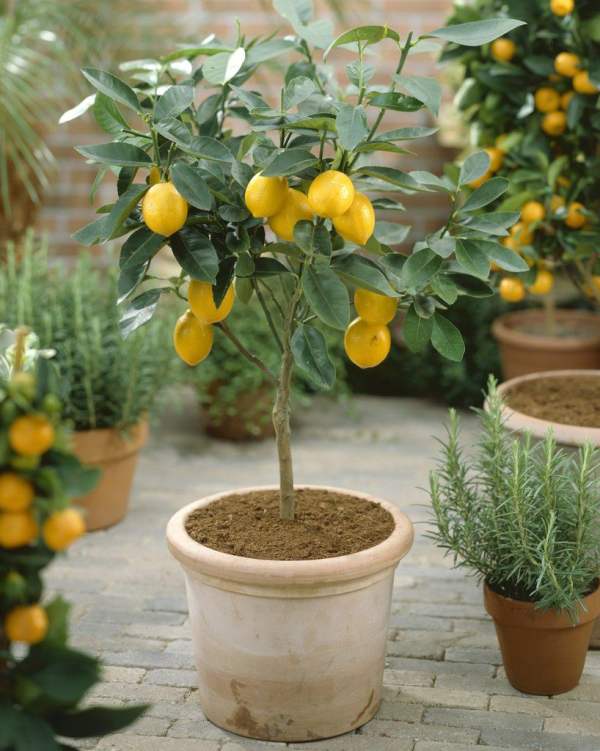 small kumquat potted