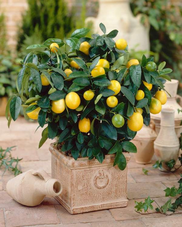 small kumquat potted