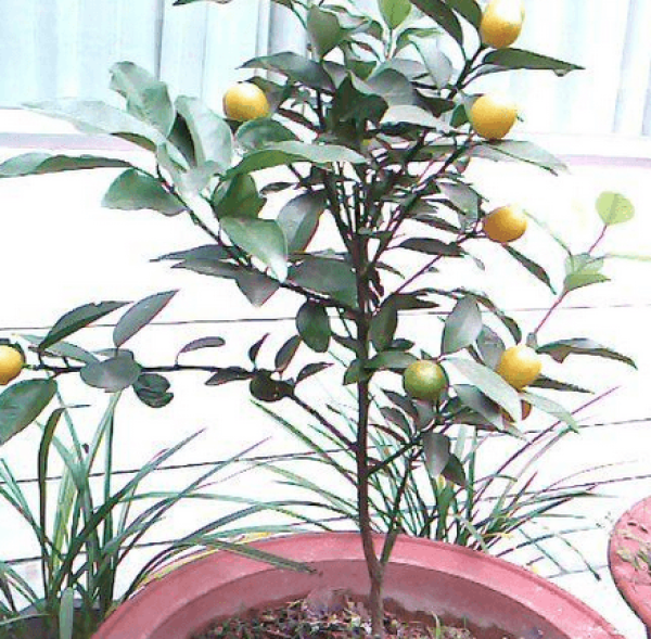 kumquat in the open