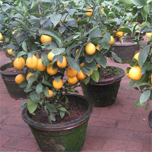 kumquat in the open
