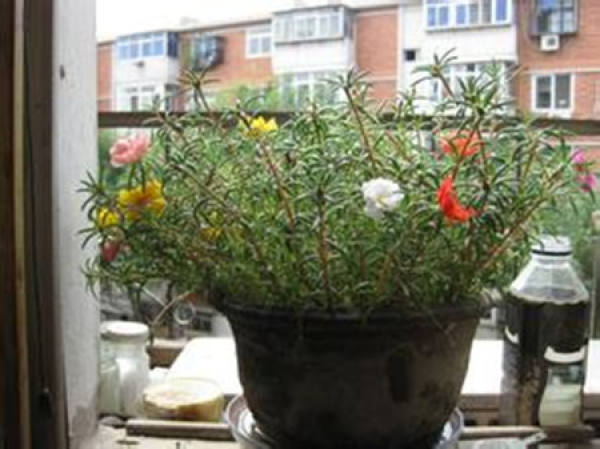 Scutellaria Scutellaria