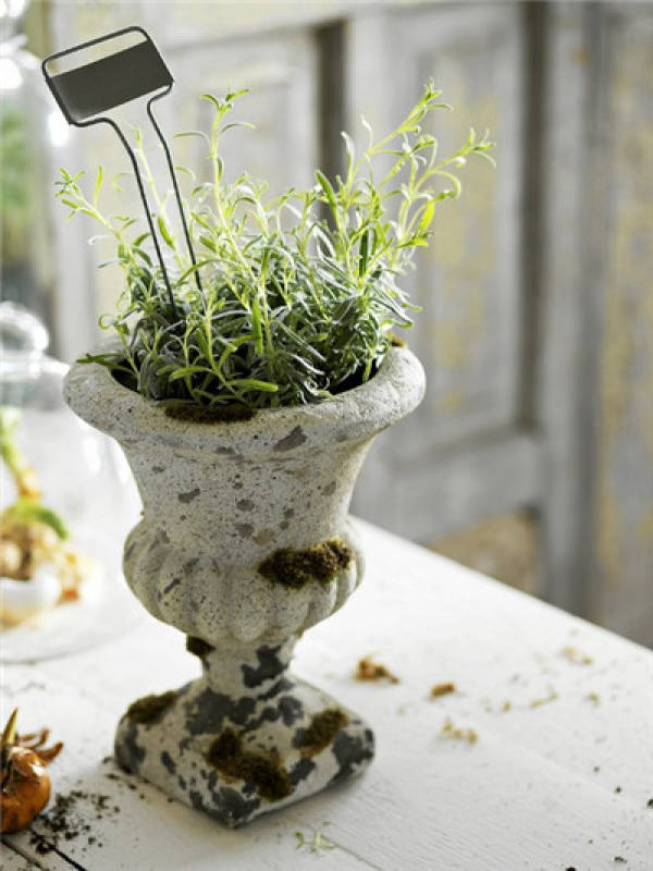 cultivation method of rosemary