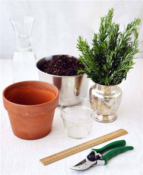 Rosemary hydroponic preparation material