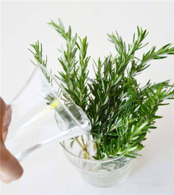 Rosemary hydroponic preparation material