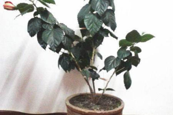 Fusang flowerpot