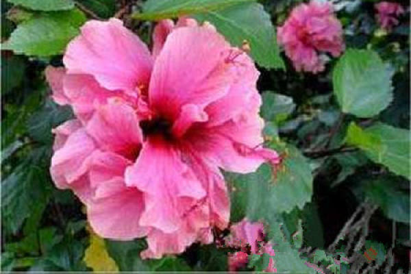 Fusang flowerpot
