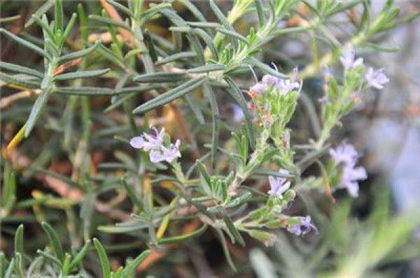 Rosemary blossom