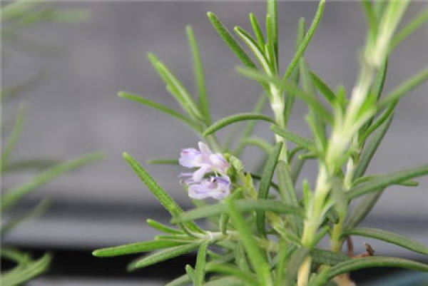 Rosemary blossom