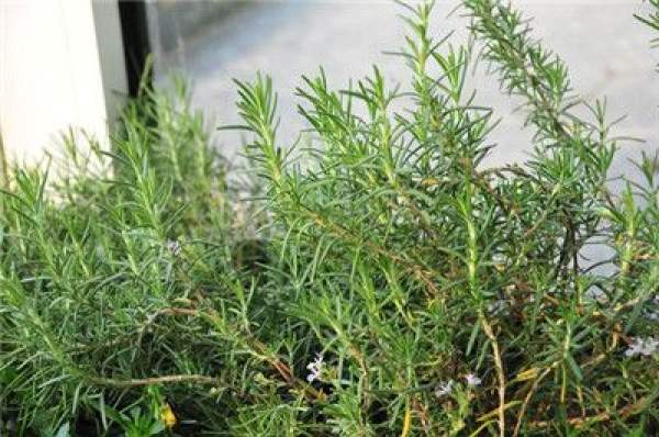 rosemary blossoms