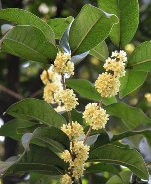 Cinnamomum japonicum