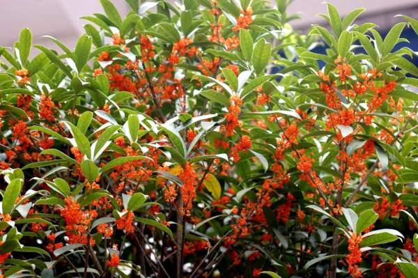 Cinnamomum japonicum