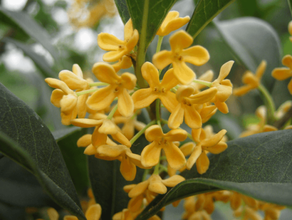 Cinnamomum japonicum