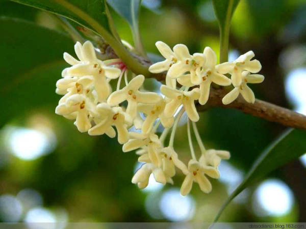 Sweet osmanthus