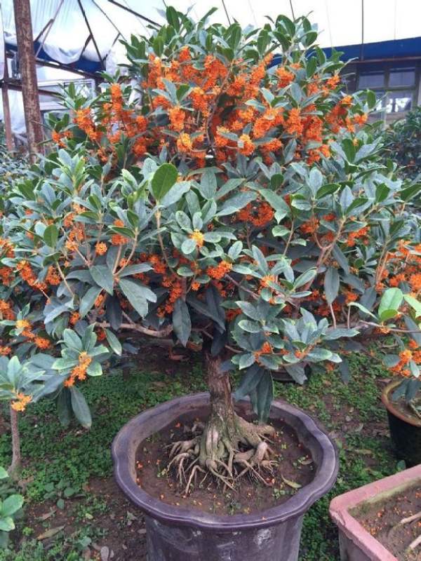 Potted Osmanthus