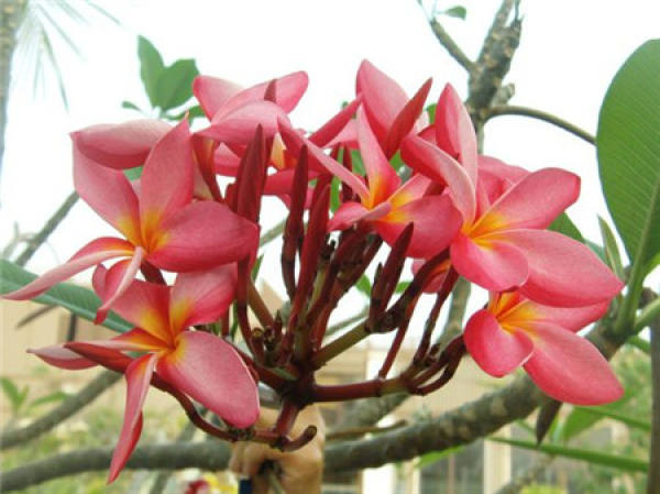 Carthamus tinctorius L.