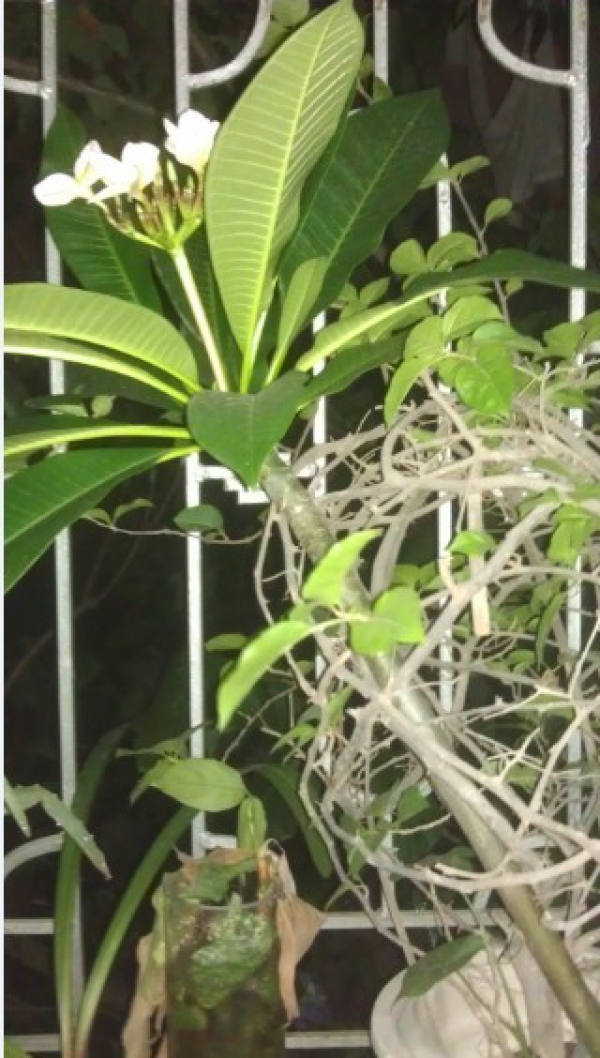 Plumeria twig