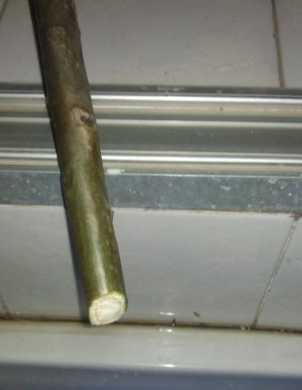 Plumeria twig