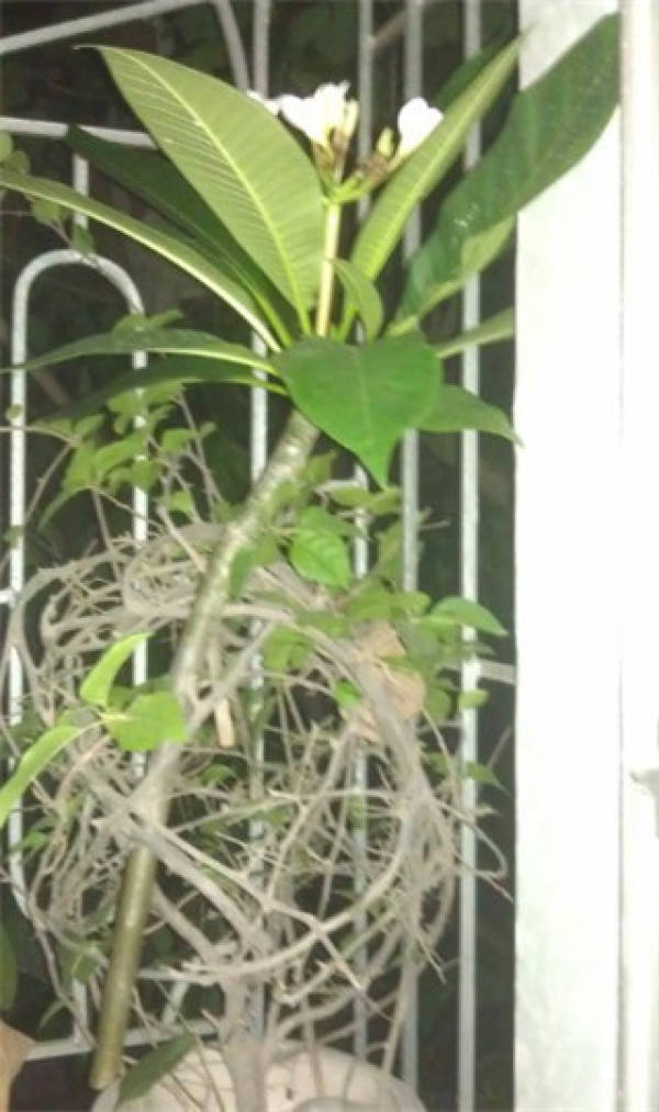 Plumeria twig