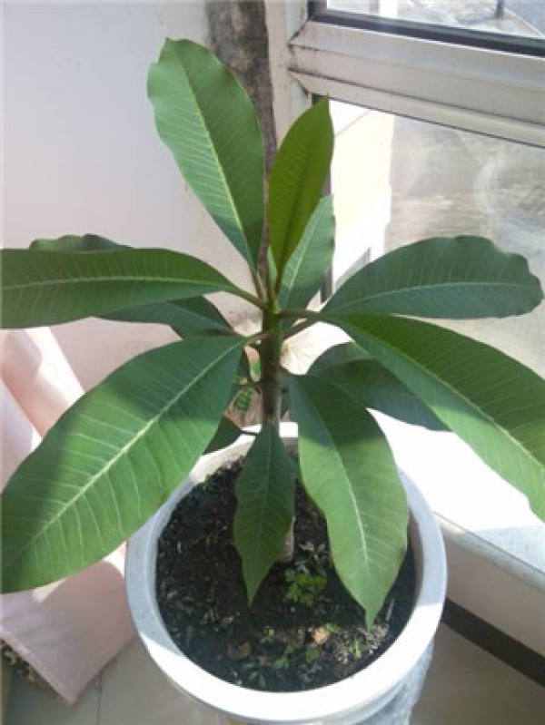 frangipani branch