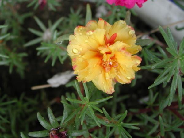 Scutellaria barbata