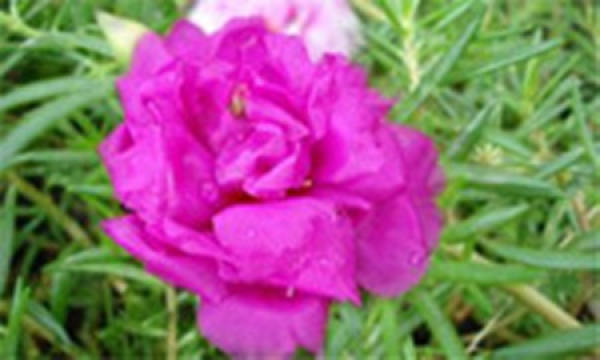 Scutellaria barbata