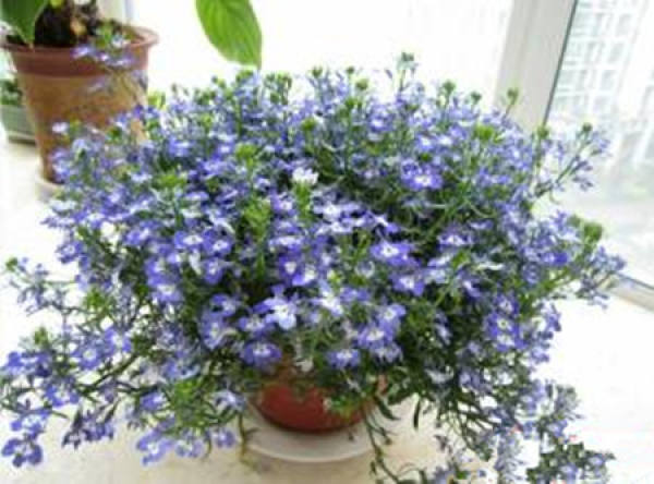 Scutellaria barbata