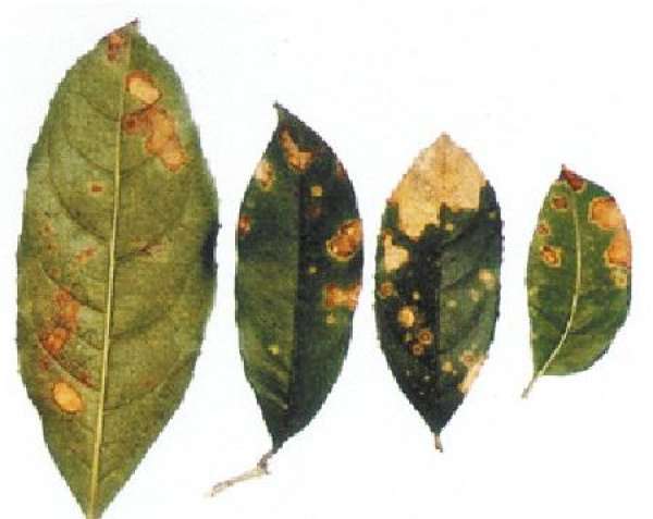 brown spot