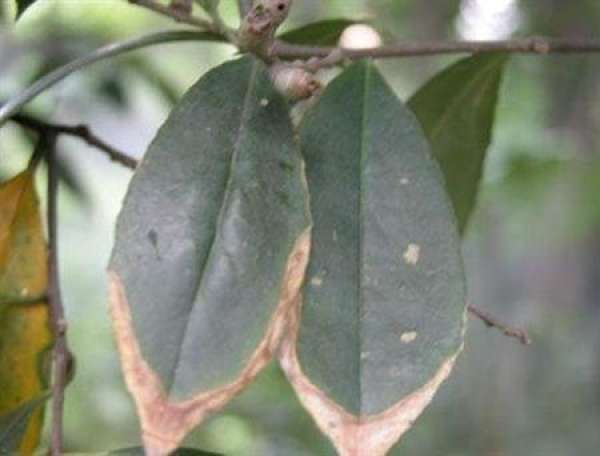 brown spot