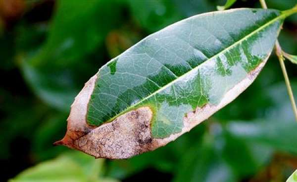 brown spot
