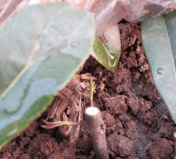 cut osmanthus