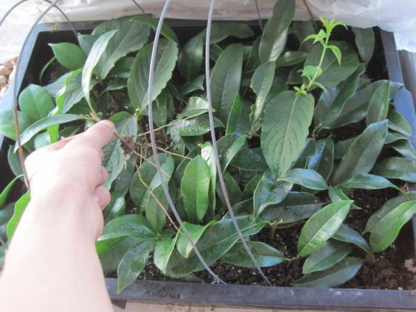 cut osmanthus