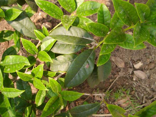 cut osmanthus